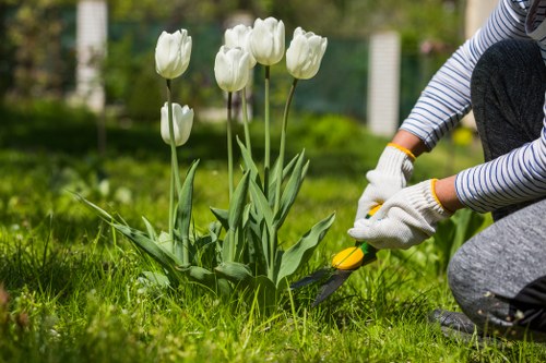 A person wearing striped long sleeves, grey pants, and white gardening gloves is kneeling on a lush green lawn in a well-maintained garden, using pruning shears to trim a small flowering shrub or plant with white tulip-like flowers and long, green leaves. The background includes more landscaped garden areas with grass, a wooden fence, and blurred trees, suggesting a peaceful outdoor space typical of residential gardens in Kensington. The scene appears to be set during a bright, overcast day, ideal for gardening work, supporting the services offered by Landscapers Kensington in lawn and garden maintenance. The image highlights attention to detail in garden care and the importance of regular trimming for healthy plant growth in a neatly landscaped outdoor environment.