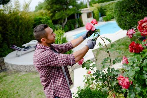 A man with short dark hair and a beard, dressed in a red checkered shirt and black gardening gloves, is carefully pruning a tall rose bush with vibrant pink and red flowers in a well-maintained backyard garden. The garden features a neatly trimmed lawn with lush grass, bordered by a variety of dense green hedges and shrubs. In the background, there is a modern swimming pool with a light-colored paved edge, partially shaded by large mature trees. The outdoor space is bathed in natural daylight under a clear sky, indicative of a mild, pleasant day suitable for gardening activities. The scene demonstrates professional gardening care, potentially by Landscapers Kensington, focusing on plant health and garden aesthetics in a typical residential setting within Kensington.
