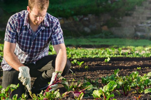 A man working in a well-maintained garden in Kensington, England, kneeling among lush, green vegetable plants with vibrant red stems, wearing a plaid shirt and gardening gloves. The garden features neatly cultivated rows of leafy greens, with rich, dark soil and a background of blurred trees and outdoor space. The scene is bathed in natural daylight, suggesting a clear, sunny day, and reflects careful landscaping and outdoor maintenance typical of professional gardening services provided by Landscapers Kensington, which specialises in planting and garden enhancement in the local area.