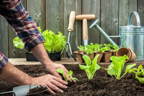 The image shows a person planting young lettuce seedlings in dark, rich soil within a well-maintained garden space. The garden features a wooden fence in the background, providing privacy and a natural backdrop. In the foreground, several small green lettuce plants are arranged in a row, visibly healthy and vibrant. To the right, there are gardening tools, including a trowel and hand fork, resting on a wooden surface, along with a black tray filled with more seedlings or compost. Behind the tools, a silver watering can is placed nearby, hinting at ongoing garden maintenance. The scene suggests a productive vegetable patch or kitchen garden, with a focus on sustainable, home-grown produce. The soil appears moist, indicating recent planting activities or regular watering, typical of active garden care. This setting aligns with outdoor gardening and landscape services offered by Landscapers Kensington, especially in residential or small-scale vegetable gardens within the Kensington area, with a natural, inviting outdoor environment suitable for amateur or expert gardeners.