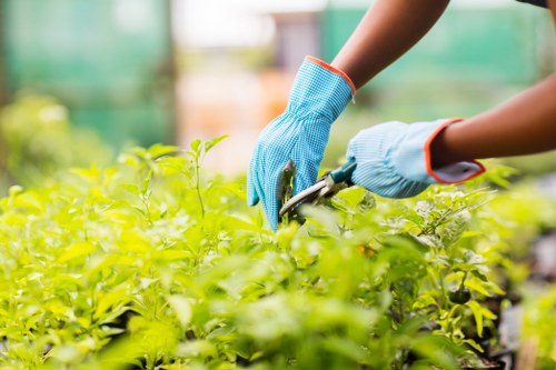 The image shows a gardener wearing blue protective gloves working in a lush, green garden, using pruning tools to trim dense, healthy foliage. The garden features a well-maintained lawn with evenly cut grass in the foreground, bordered by flower beds and neatly shaped hedges. In the background, there are young trees and shrubs, with natural daylight illuminating the scene, suggesting a clear weather day. The outdoor space appears to be part of a residential or community garden in Kensington, featuring a mix of natural plant textures and vibrant green tones. The gardener's focused action indicates professional maintenance aligned with gardening services offered by companies like Landscapers Kensington, enhancing the overall appearance of the landscaped yard. The setting emphasizes plant health, landscape layout, and outdoor care work, suitable for garden and lawn care considerations within the local London area, specifically around Kensington postcodes.