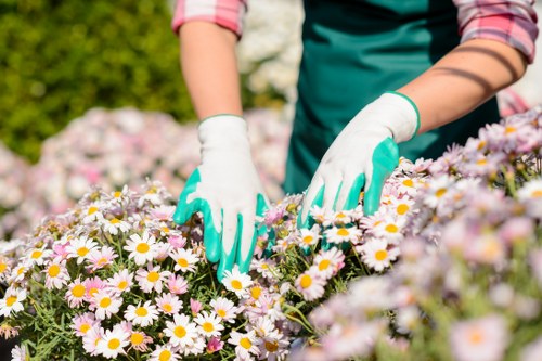 Common lawn mowing mistakes to avoid