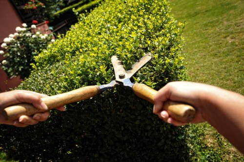 The image depicts a close-up view of a gardener's hands holding pruning shears, engaged in trimming a dense, well-maintained hedge with small, bright green leaves. The hedge is part of a landscaped outdoor garden area, with a neatly edged flower bed visible in the background along with a lush, freshly mowed lawn. The setting appears to be in daylight under clear weather, highlighting natural textures and colours, such as the vibrant green foliage and the wooden handles of the pruning shears. The garden features evenly shaped shrubbery, suggesting regular maintenance typical of professional gardening services offered by companies like Landscapers Kensington, serving areas in and around Kensington. The scene emphasizes outdoor gardening care, including hedge trimming and lawn maintenance within a residential garden environment in central London postcode areas, contributing to a tidy and aesthetically pleasing outdoor space.