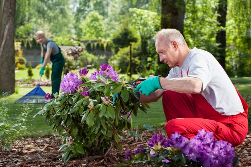 A mature man wearing a grey t-shirt, red work trousers, and teal gardening gloves is crouched down next to a flowering shrub in a well-maintained garden, tending to the plant with care. The garden features a lush, green lawn with neatly edged flower beds containing purple and pink flowering plants, surrounded by mature trees that provide shade. In the background, a woman dressed in outdoor clothing and gloves is using a rake or similar tool, indicating ongoing garden maintenance. The outdoor space exhibits a mix of natural elements such as soil, grass, and foliage, with a backdrop of dense greenery and dappled sunlight filtering through the trees. The scene is tranquil and indicative of professional gardening services provided by Landscapers Kensington in the Kensington area, highlighting landscaping, lawn care, and plant maintenance activities, suitable for a residential outdoor garden environment.