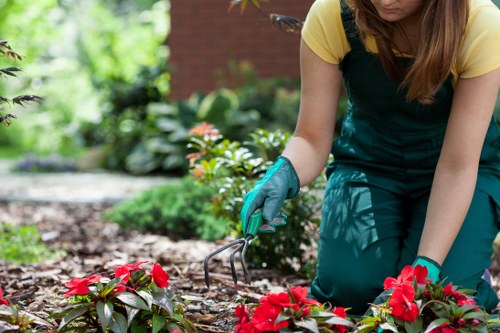 A woman wearing a yellow top and green gardening apron is kneeling on a garden bed, using a small hand fork to tend to red flowering plants. The garden features a variety of green foliage, including leafy shrubs and low-growing plants, with some flowering bushes visible in the background. The soil appears well-tended and free from weeds, highlighting regular maintenance work typical of professional landscaping services in Kensington. Bright natural light illuminates the scene, indicating a clear day, and the lush garden setting suggests a well-designed outdoor space suitable for garden enhancement or patio area improvements. This image exemplifies typical gardening activities performed by Landscapers Kensington, who specialize in outdoor maintenance, planting, and landscape repairs in the local area.