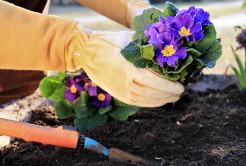 A gardener wearing light yellow gloves is planting a vibrant purple flowering plant with yellow centers into dark, well-tilled soil in a garden bed. The garden features a neat arrangement with the flower positioned centrally, surrounded by rich, moist soil, and partially shaded by a wooden or metal garden structure. A small gardening trowel with a red handle rests nearby in the soil. In the background, there are more flowering plants and green foliage, indicating a well-maintained outdoor garden space, likely in Kensington. The scene appears to be set on a partly cloudy day, with natural light highlighting the colors of the flowers and the texture of the soil, all contributing to a professional gardening or landscaping activity supported by services like those offered by Landscapers Kensington.
