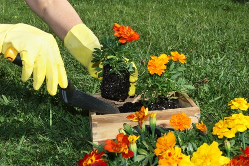 A gardener wearing yellow gloves is planting a small flowering shrub in a wooden planter box in a lush, green garden. The planter contains dark, moist soil, and the shrub features vibrant orange and yellow blossoms. Surrounding the planter on the grass are more blooming flowers, creating a colourful display that contrasts with the well-maintained lawn. In the background, there are neatly trimmed hedges and possibly other garden elements, indicating a tidy, landscaped outdoor space suitable for garden maintenance and landscaping services. The scene is set outdoors on a sunny day with natural light enhancing the vivid colours of the flowers and greenery, demonstrating a healthy and carefully tended garden environment, typical of residential gardens found in the Kensington area, where professional gardening services support outdoor beautification and lawn care.