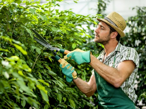 Safe tree removal process