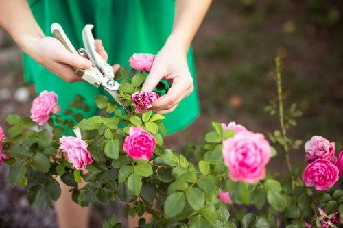 A person wearing a green garden apron is pruning a flowering rose bush with pink blossoms using a pair of garden pruning shears, in a well-maintained outdoor garden setting with lush green leaves and vibrant pink flowers. The rose bush has dense, healthy foliage and the scene is lit with natural sunlight, suggesting a clear day. The background shows other plants and the ground covered with dark soil, indicative of a landscaped backyard or front garden in Kensington. This image highlights gardening activities such as shrub maintenance, which is part of professional outdoor garden care provided by Landscapers Kensington, supporting local lawn and landscape services in the area.