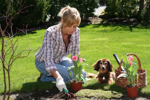 A woman with blonde hair, dressed in a light-colored checkered shirt and blue jeans, is kneeling on a well-maintained lawn in a backyard garden, actively planting pink tulips from a small terracotta pot into the soil. She is wearing gardening gloves and focusing on her task. Behind her, a brown and white puppy sits attentively on the grass, observing her work. The garden features a lush, green lawn bordered by mature trees and shrubs, with sunlight casting soft shadows, indicating a bright, clear day. To the right, there is a woven basket filled with more pink tulips and a garden spade resting next to it. The scene shows a peaceful outdoor environment likely in Kensington, with healthy plantings and a tidy, landscaped yard, reflecting professional gardening and lawn care practices that [landscaperskensington.co.uk] might undertake for clients in the local area.